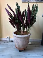 Terracotta bloempot, Tuin en Terras, Bloempotten, Ophalen, 40 cm of meer, Rond, Binnen