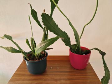 Phylocactus geel/wit of Epiphyllum beschikbaar voor biedingen
