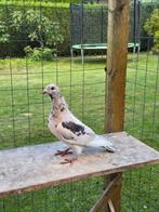 Almond postduiven duiven, Dieren en Toebehoren, Vogels | Duiven, Mannelijk, Postduif