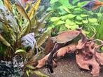 Diverse vissen te koop, Dieren en Toebehoren, Vis