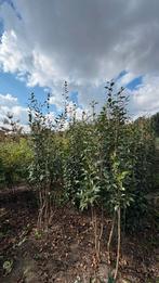 Meerstammige camellia Spring ‘festival’ | groenblijvend, Ophalen of Verzenden, Volle zon, Overige soorten, Minder dan 100 cm