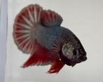 Betta Man HMPK, Dieren en Toebehoren, Vissen | Aquariumvissen, Vis, Zoetwatervis