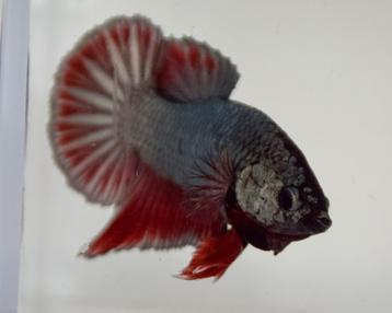 Betta Man HMPK beschikbaar voor biedingen