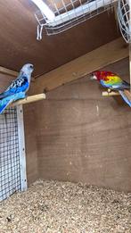 Koppel golden Rosella, Meerdere dieren, Parkiet, Geringd