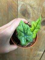 Alocasia jacklyn variegata plant mint albo green, Ophalen of Verzenden, Halfschaduw, Minder dan 100 cm