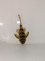 5 x Hypancistrus furunculus L199, Dieren en Toebehoren, Vis, Zoetwatervis