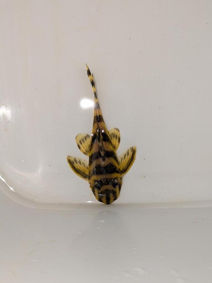 5 x Hypancistrus furunculus L199, Dieren en Toebehoren, Vissen | Aquariumvissen, Zoetwatervis, Vis