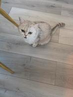 Halve britse korthaar kittens tabby kleur nog 2, Dieren en Toebehoren, Katten en Kittens | Raskatten | Korthaar, Poes, Ontwormd