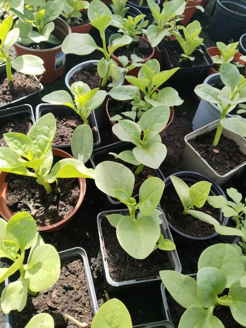 Surinaamse moestuin groente planten 2,50 euro per plant., Tuin en Terras, Planten | Tuinplanten, Eenjarig, Groenteplanten, Volle zon