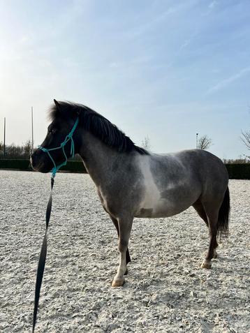 Lieve, knappe, sportieve shetlander/mini paardje  beschikbaar voor biedingen