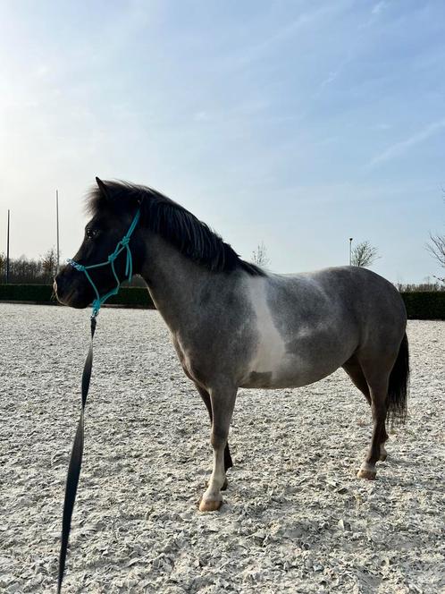 Lieve, knappe, sportieve shetlander/mini paardje, Dieren en Toebehoren, Pony's, Merrie, L, A pony (tot 1.17m), Recreatiepony, 7 tot 10 jaar