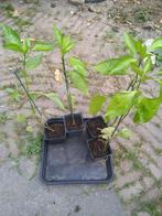 Rode Punt Paprika planten, Tuin en Terras, Planten | Tuinplanten, Ophalen, Volle zon, Groenteplanten, Eenjarig