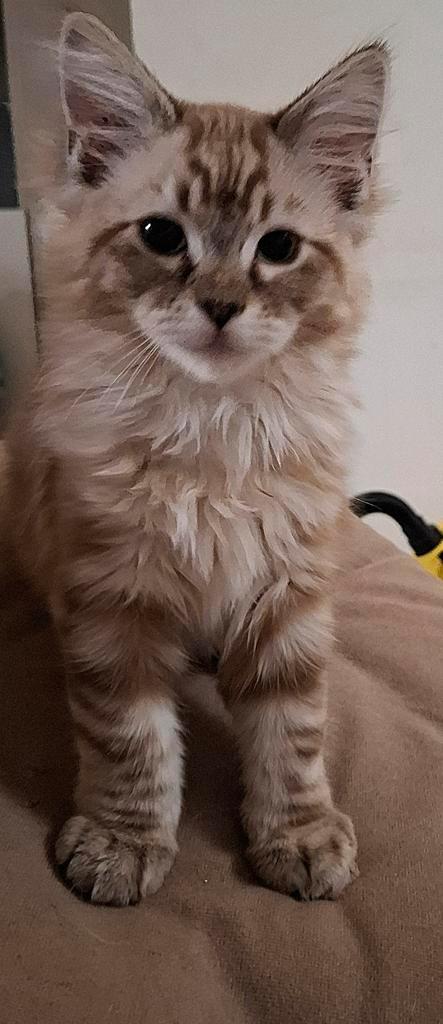 Ragdoll Kitten te koop!, Dieren en Toebehoren, Katten en Kittens | Raskatten | Langhaar, Meerdere dieren, Ontwormd