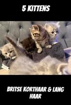Britse korthaar & Langhaar kittens raszuiver met stamboom, Dieren en Toebehoren, Katten en Kittens | Overige Katten, Meerdere dieren