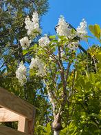 Sering witte bloemen bijzondere hoogstam aanbieding €65,00, Tuin en Terras, Volle zon, Minder dan 100 cm, Zomer, Overige soorten
