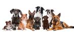 Trimsalon by Carin voor alle rassen, Diensten en Vakmensen, Dieren | Honden | Verzorging, Oppas en Les