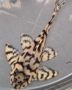 L236 - Hypancistrus sp. L236, Dieren en Toebehoren, Vis, Zoetwatervis