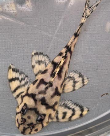 L236 - Hypancistrus sp. L236 beschikbaar voor biedingen