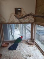 ambon koningsparkiet, Dieren en Toebehoren, Vrouwelijk, Parkiet, Geringd