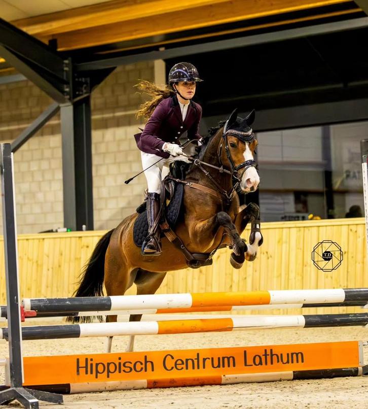 Kinderpony allround sportpony dresuurpony springpony hunter, Dieren en Toebehoren, Pony's, Merrie