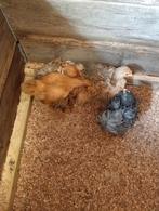 6x cohin kriel krulveer kuikens, Kip