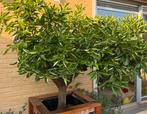 Sinaasappelboom Citrus Sinensis in grote pot, Tuin en Terras, Overige soorten, Lente, 100 tot 250 cm, Ophalen