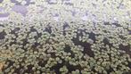 Aquariumplant: Vlotvarens, Salvinia minima, Ophalen of Verzenden, Nieuw, Plant(en), Steen of Hout