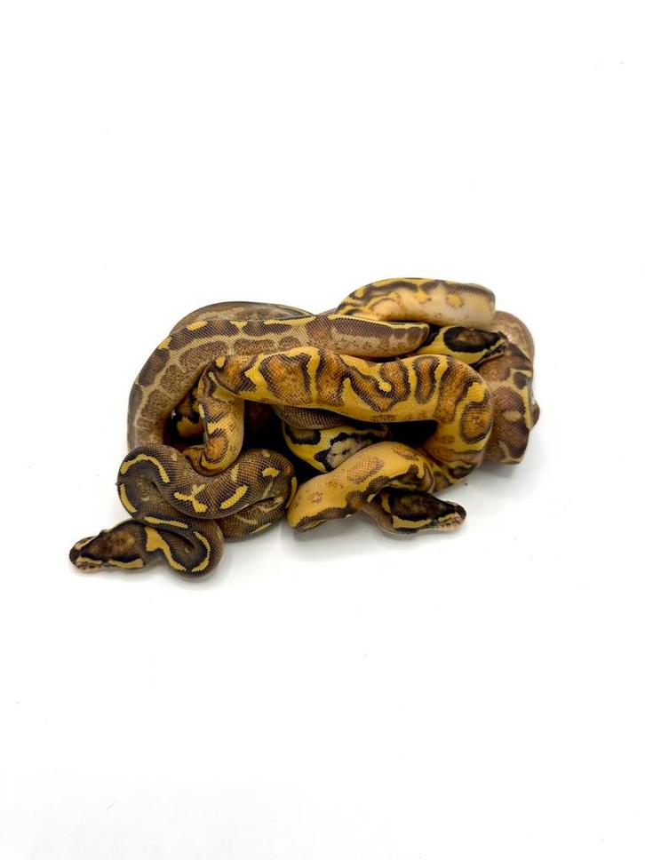 Diverse Python regius, Dieren en Toebehoren, Reptielen en Amfibieën, Slang