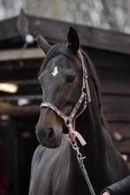 Leuke allround merrie Ezrah te koop, Dieren en Toebehoren, 11 jaar of ouder, Merrie, Gechipt, Recreatiepaard