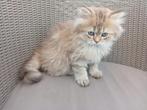 SUPER LEUKE KITTEN, Dieren en Toebehoren, Katten en Kittens | Raskatten | Langhaar, Poes, 0 tot 2 jaar