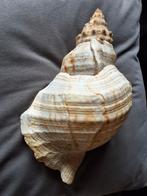 Triton schelp groot 28cm hoorn, Ophalen of Verzenden, Schelp(en)