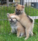 pomchi pups, Dieren en Toebehoren, Honden | Chihuahua's en Gezelschapshonden, Nederland, Overige rassen, 8 tot 15 weken, Meerdere