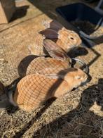Jonge Vlaamse reuzen, Dieren en Toebehoren, Meerdere dieren, Groot
