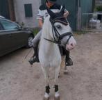 💜Bomproof kinder pony (film)te koop merrie 10 jaar welsh, Dieren en Toebehoren, Pony's, B, 7 tot 10 jaar, B pony (1.17m tot 1.27m)