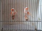 Te koop 2 mozaïek mannen van dit jaar., Dieren en Toebehoren, Vogels | Kanaries, Mannelijk, Kleurkanarie