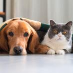 Betrouwbare oppas voor honden en katten, Oppas