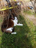 Logeeradres gevraagd, Dieren en Toebehoren, Poes