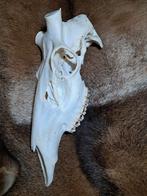 Echte bovenschedel edelhert., Ophalen of Verzenden, Zo goed als nieuw, Hert, Schedel