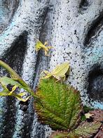 Wandelende bladeren, Dieren en Toebehoren, Overige soorten
