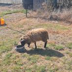 3 rammen van 2025 ouessant schaap, Mannelijk, Schaap, 0 tot 2 jaar