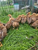 Mooie welsumer kuikens, Dieren en Toebehoren, Pluimvee, Geslacht onbekend, Kip