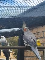 Valkparkieten, Dieren en Toebehoren, Vogels | Parkieten en Papegaaien, Meerdere dieren, Parkiet