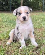 Australian shepherd x border collie pups, Dieren en Toebehoren, Honden | Herdershonden en Veedrijvers, Nederland, 8 tot 15 weken