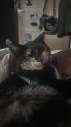 Lapjes poes 6 maanden, Dieren en Toebehoren, Katten en Kittens | Raskatten | Korthaar, Poes