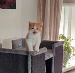 Brits korthaar kittens, Dieren en Toebehoren, Katten en Kittens | Raskatten | Korthaar, Meerdere dieren