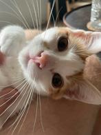 Lieve gecastreerde kater 2 jaar, Dieren en Toebehoren, Katten en Kittens | Raskatten | Korthaar, Kater, Ingeënt