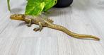 Vintage sculptuur van een salamander, Antiek en Kunst, Ophalen of Verzenden