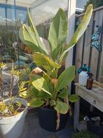 Bananenboom Musa Basjoo, Ophalen, Overige soorten, Volle zon