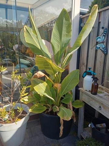 Bananenboom Musa Basjoo beschikbaar voor biedingen
