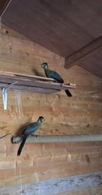 Te koop Witwang Toerako's 1-1, Dieren en Toebehoren, Vogels | Overige Vogels, Meerdere dieren, Tropenvogel, Geringd